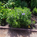 Miss Manners Obedient Plant