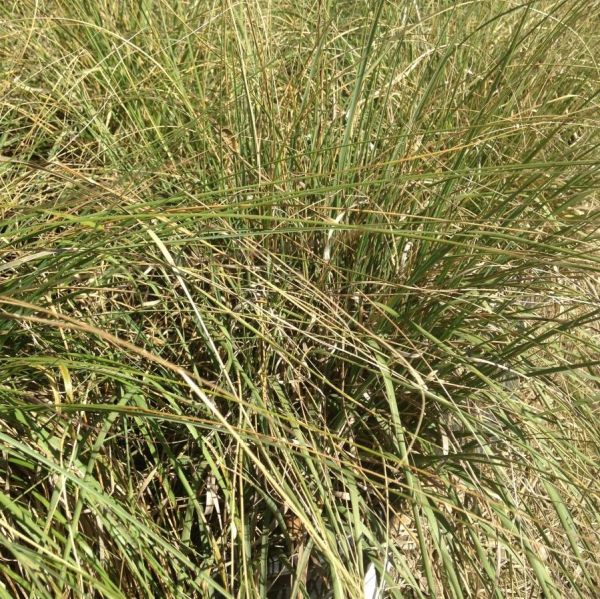 Deer Grass