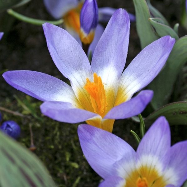 Tricolor Crocus