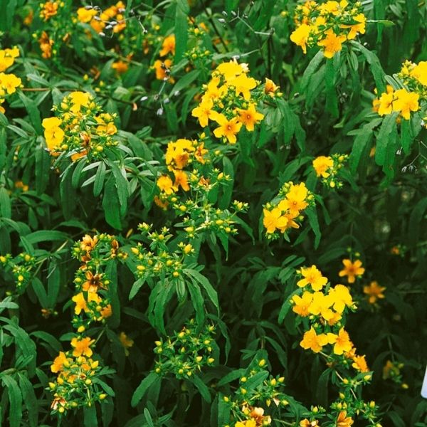 Audubon&reg; Native Shrubby St. John's Wort