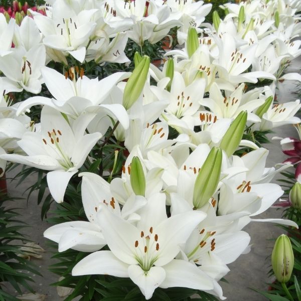 Lily Looks&trade; Tiny Crystal Asiatic Lily