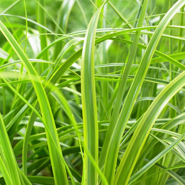 EverColor&reg; Everlime Variegated Sedge Grass