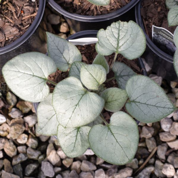 Looking Glass Brunnera