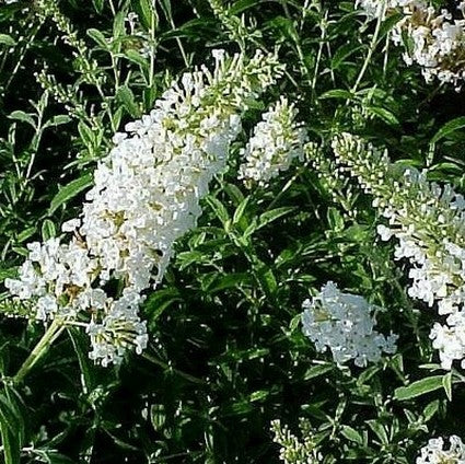 White Profusion Butterfly Bush