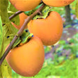 Hachiya Persimmon Tree