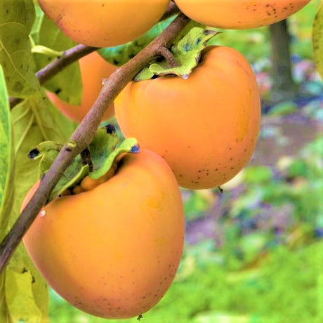 Hachiya Persimmon Tree