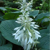 Elegans Hosta