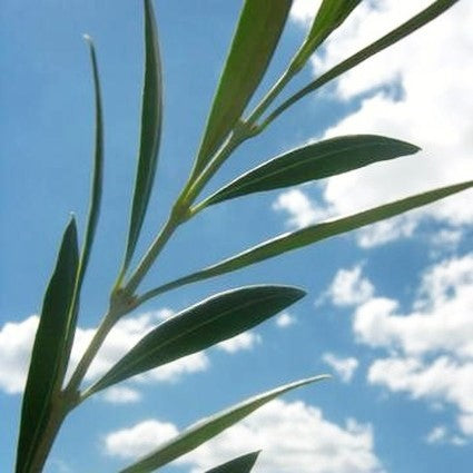 Arbosana Olive Tree