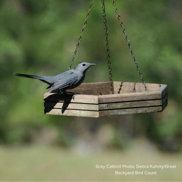 Audubon&reg; Native Common Chokecherry