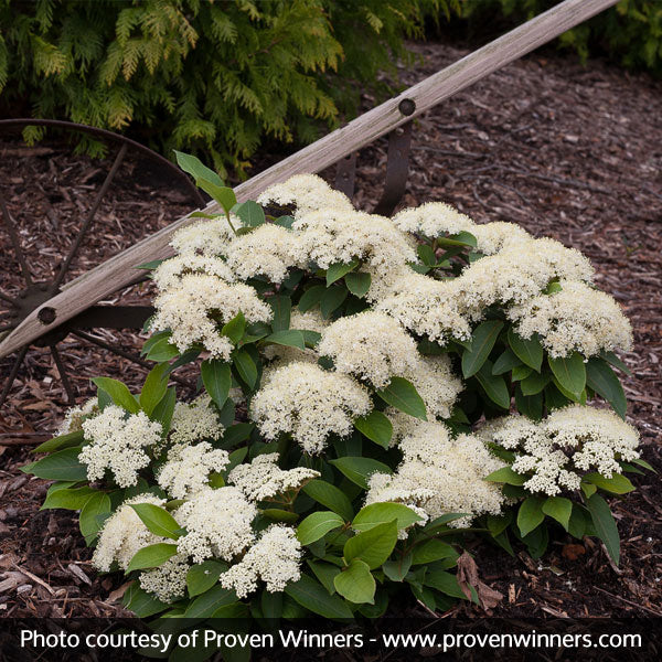 Lil Ditty&reg; Witherod Viburnum