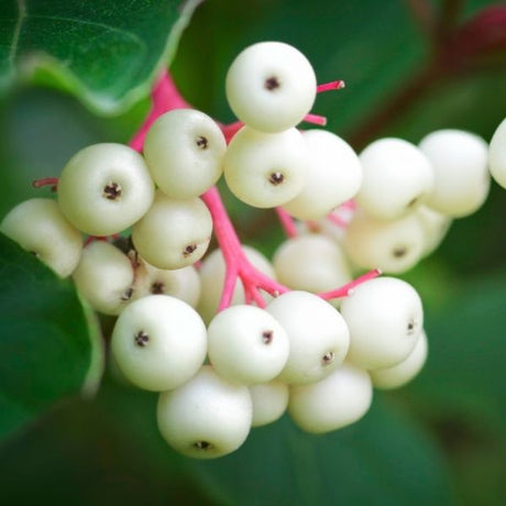 Audubon&reg; Native Gray Dogwood