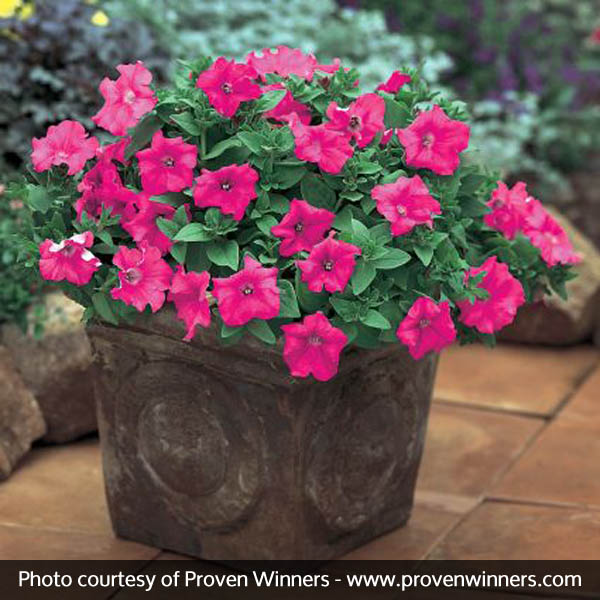 Supertunia&reg; Giant Pink Petunia