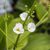 Skeleton Flower