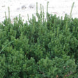 Dark Green Spreader Yew