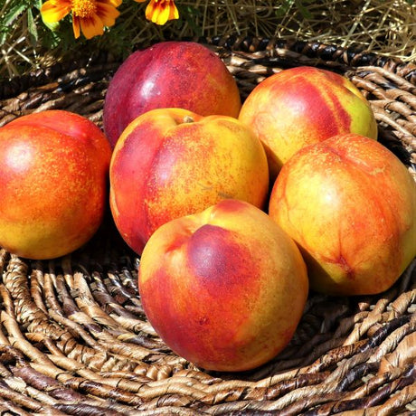 Flavortop Nectarine Tree