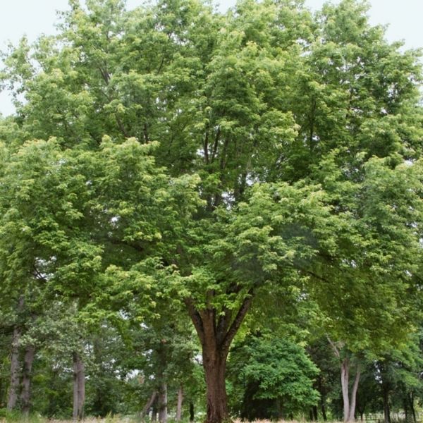 Audubon&reg; Native Silver Maple