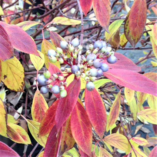 Red Rover&reg; Dogwood