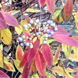 Red Rover&reg; Dogwood