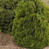 Holmstrup Arborvitae