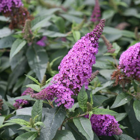 Pugster Periwinkle&reg; Butterfly Bush