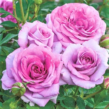 Violet's Pride&trade; Rose