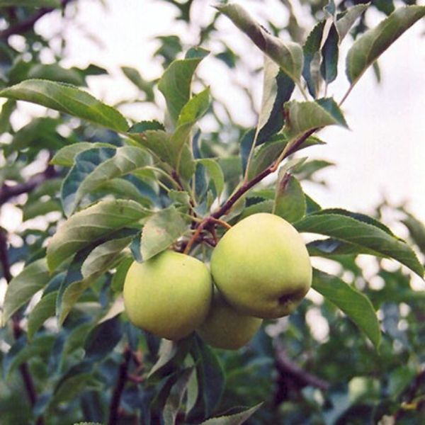 Golden Delicious Apple Tree