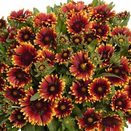 SpinTop&trade; Orange Halo Gaillardia