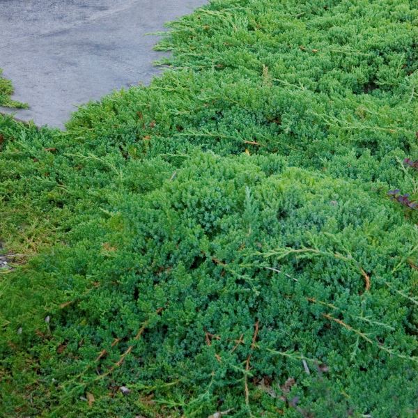 Green Mound Japgarden Juniper