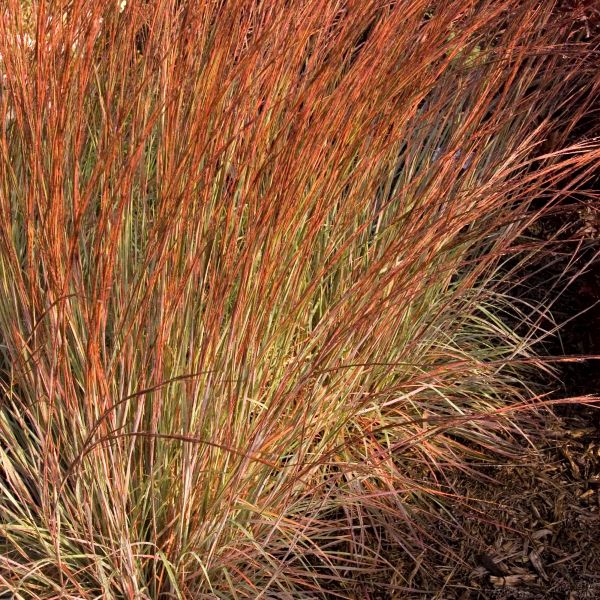 Blue Heaven Little Bluestem Grass