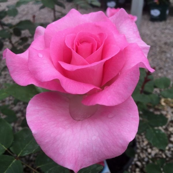 Beverly&trade; Eleganza&reg; Hybrid Tea Rose