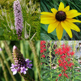 Summer Rain Garden Pocket Garden