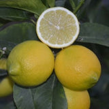 Genoa Lemon Tree