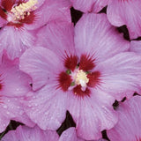 Proven Winners&reg; ColorChoice&reg; Violet Satin&reg; Rose of Sharon