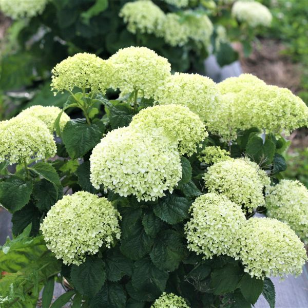 Invincibelle Limetta&reg; Hydrangea