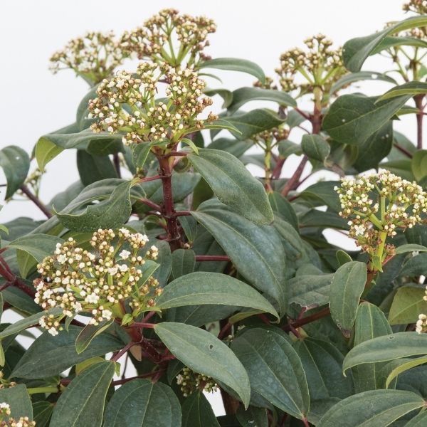 Moonlit Lace&reg; Viburnum