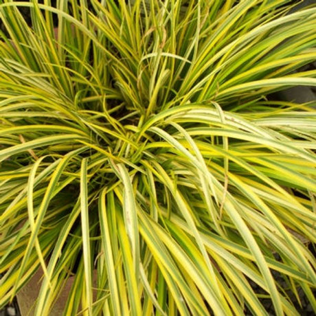 Golden Variegated Sweet Flag Grass