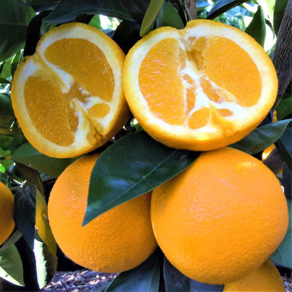 Washington Navel Orange Tree