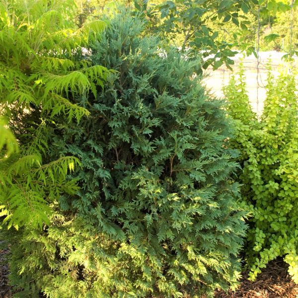 First Editions&reg; Technito&reg; Arborvitae