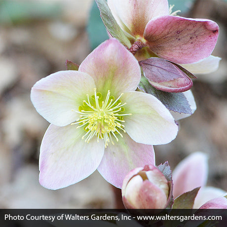 Ivory Prince Lenten Rose