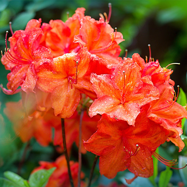 Fireball Azalea