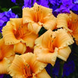 Apricot Sparkles Daylily