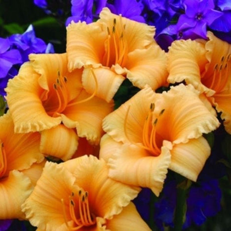 Apricot Sparkles Daylily