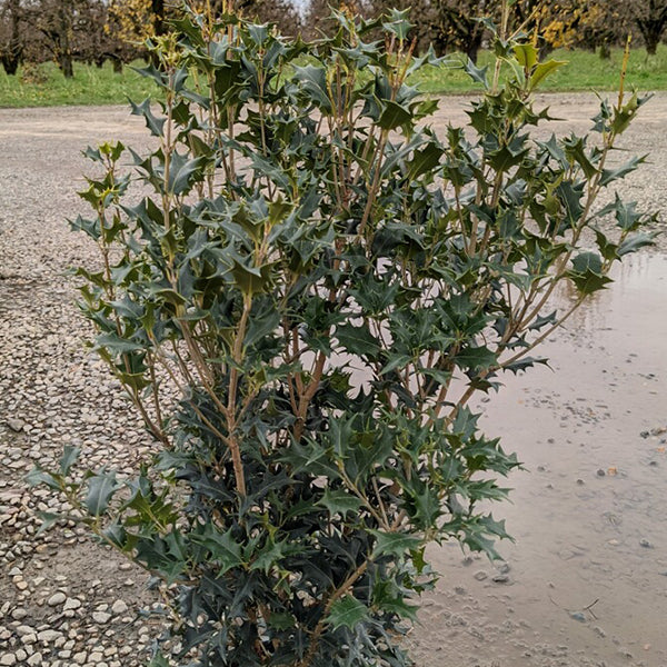 Gulftide Osmanthus