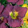 Nosferatu Daylily