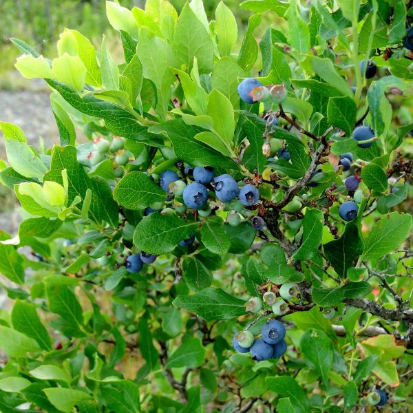 Northland Blueberry Bush