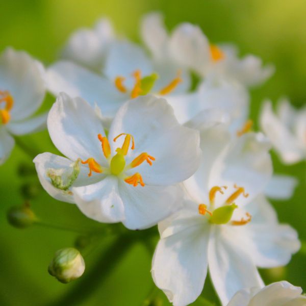 Skeleton Flower