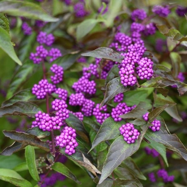Early Amethyst Beautyberry - Nature Hills Nursery - #3 Container - 