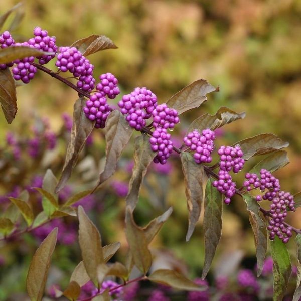 Early Amethyst Beautyberry - Nature Hills Nursery - #3 Container - 