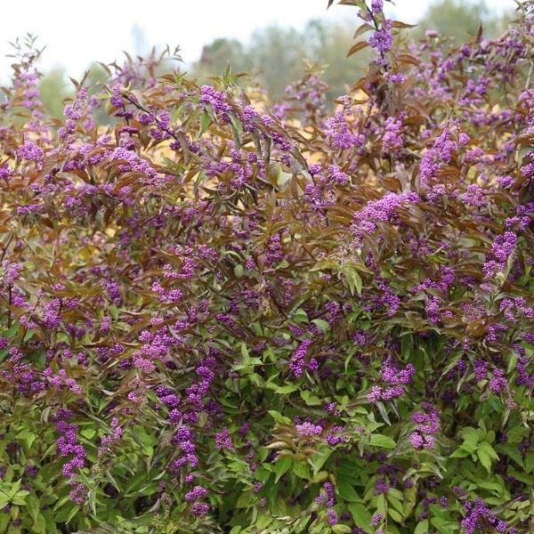 Early Amethyst Beautyberry - Nature Hills Nursery - #3 Container - 