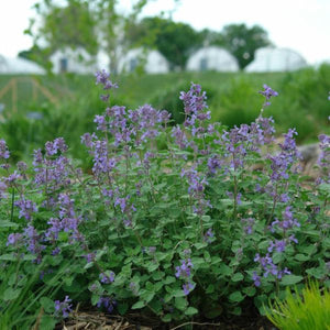 Close-up of purple nepeta flowers on Early Bird Catmint.